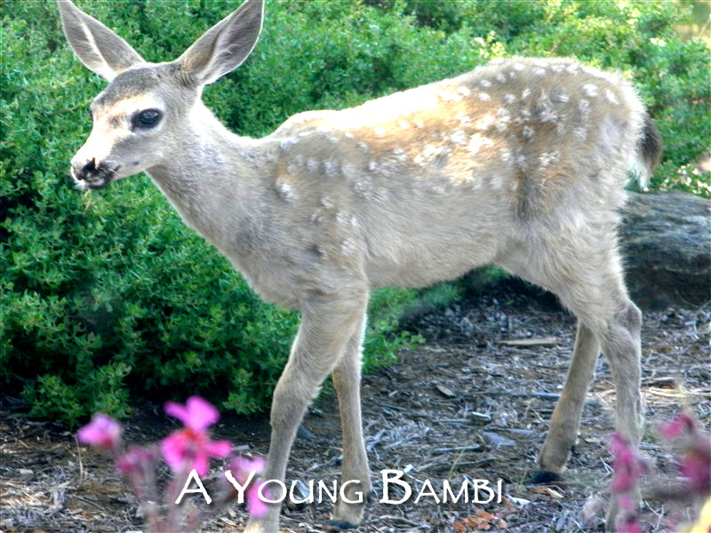 Young-Bambi