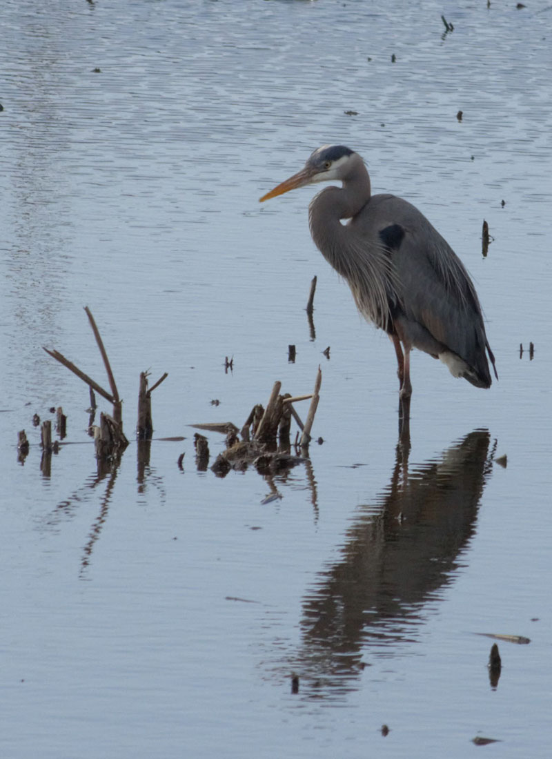 heron